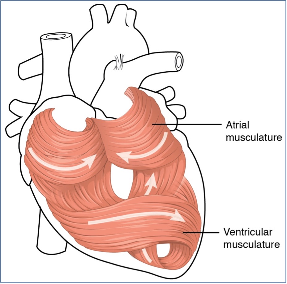 Arrangement of cardiac muscle