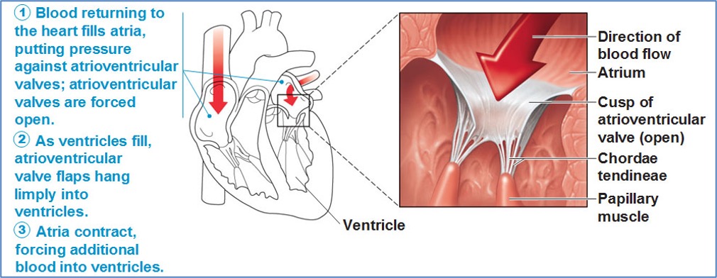 Cardiac cycle - Atrial Contraction