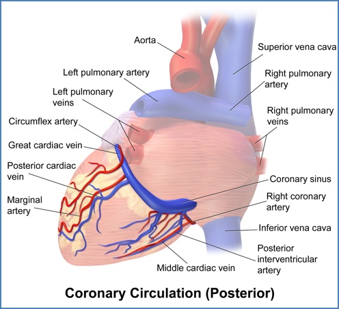 Coronary Circulation (Posterior)