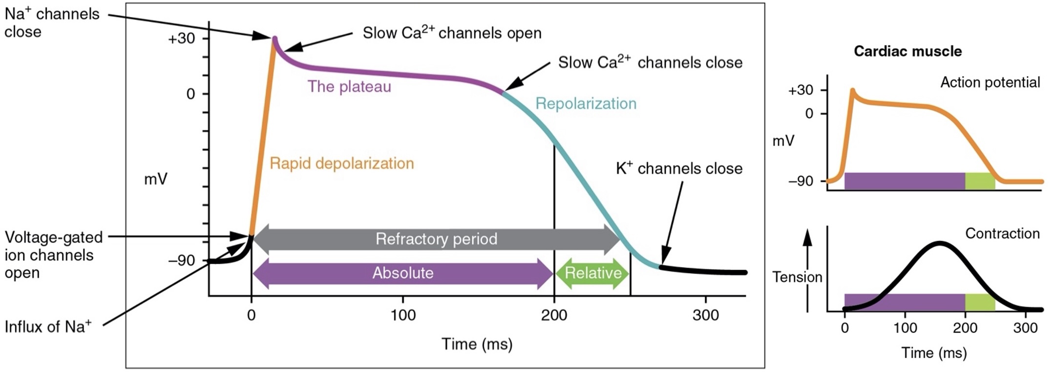 Electrophysiology of the heart: Contractile Cardiac Cells (Purkinje Fibres & Myocytes)