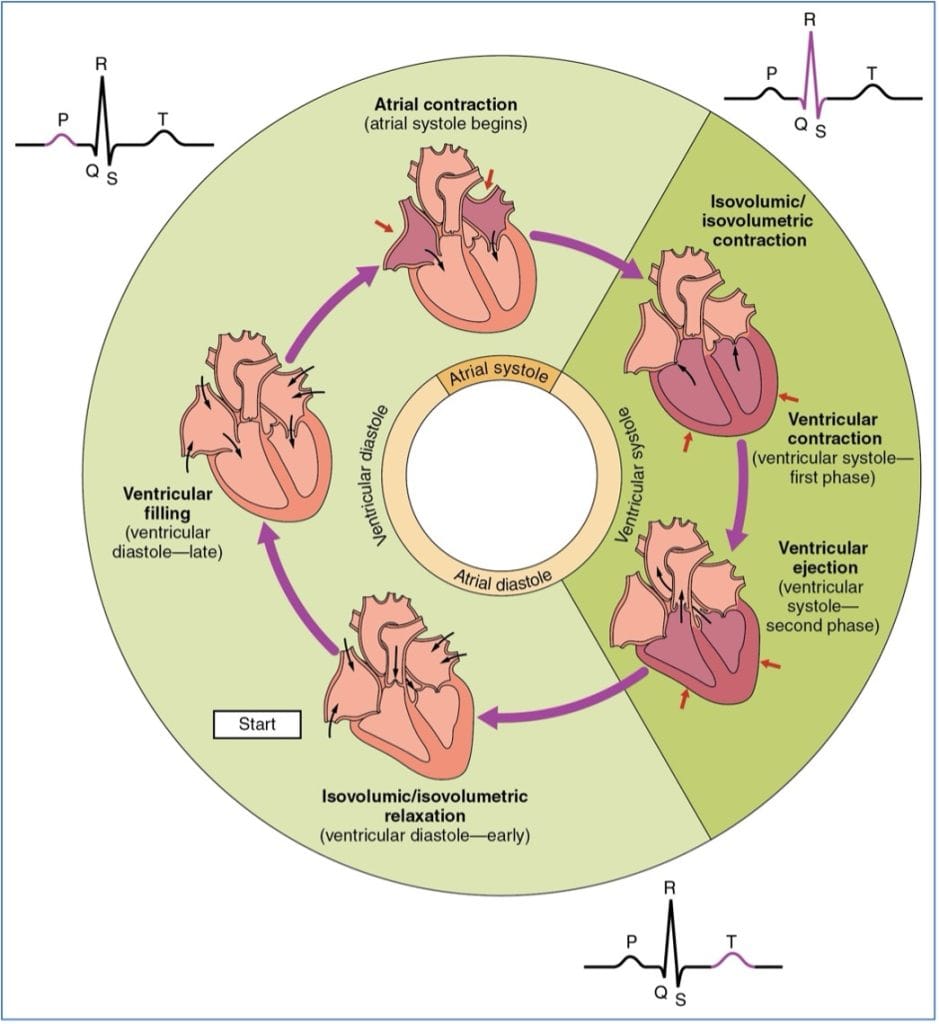 ECG Physiology and The Cardiac Cycle