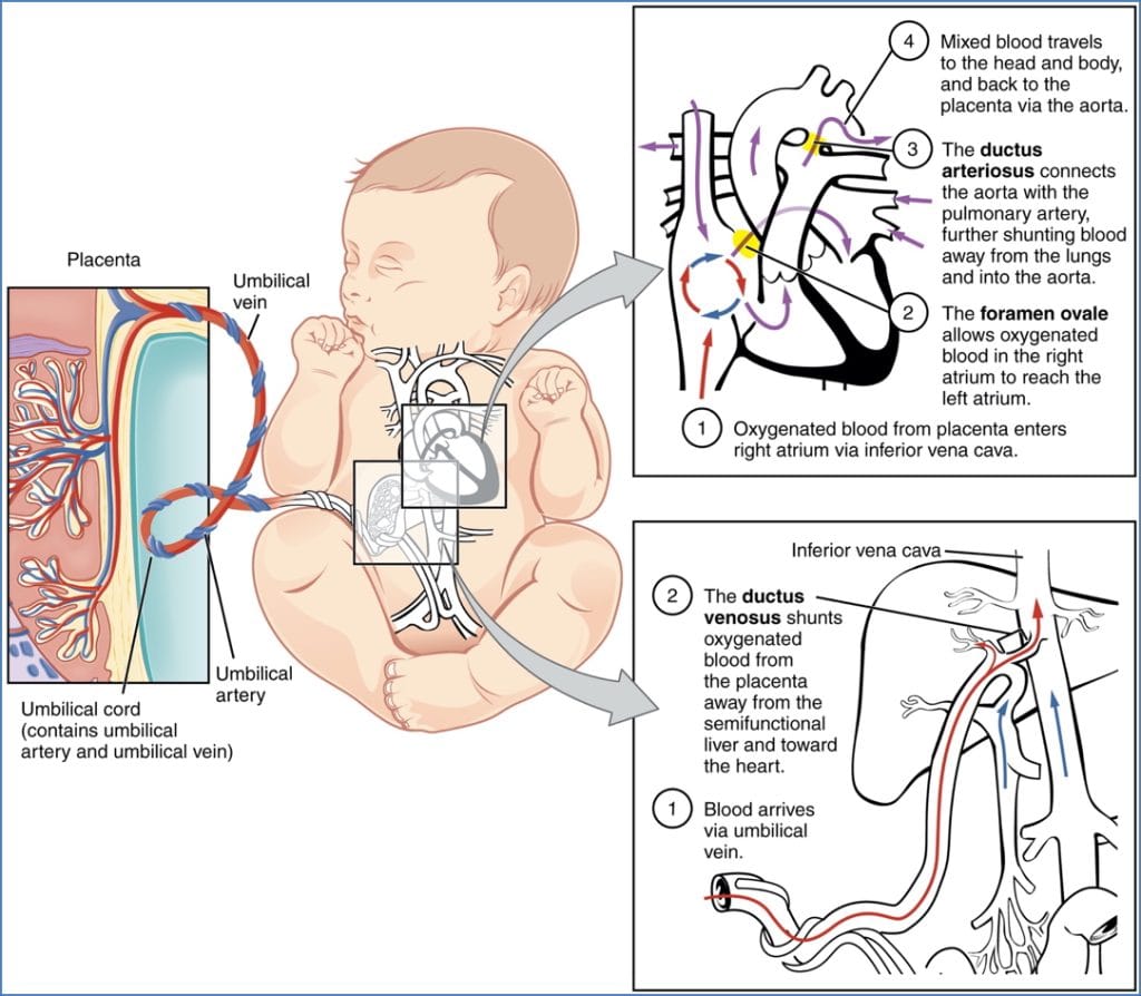 Fetal circulation and congenital shunts