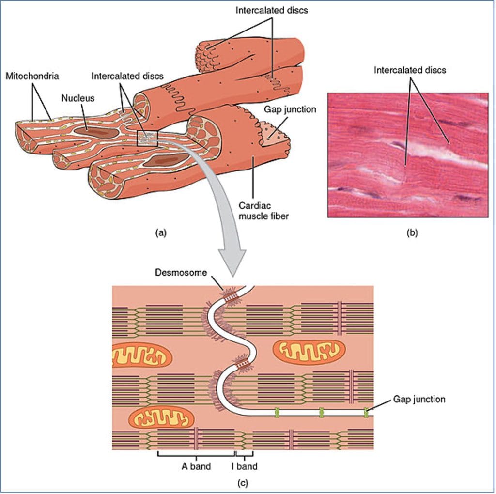 Gap junctions & Intercalated discs