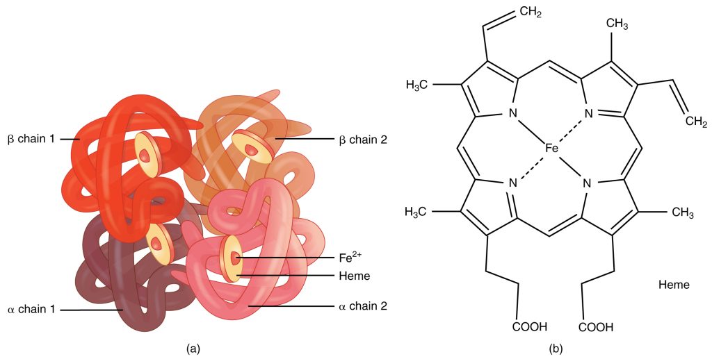 Structure and Function of Haemoglobin