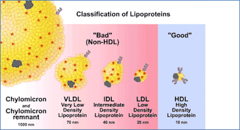 Classification of Lipoproteins in Atherosclerosis