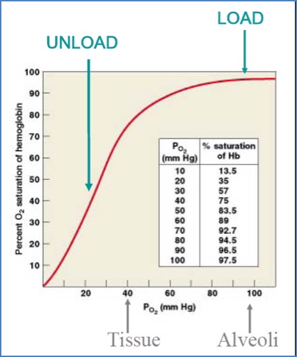 Haemoglobin O2 saturation curve