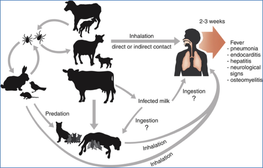 Q Fever lifecycle and clinical features