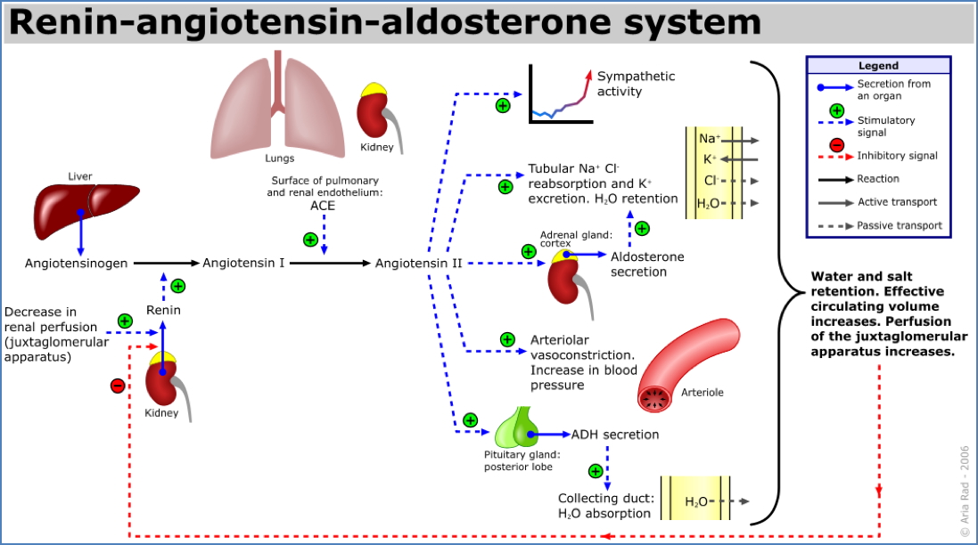 Renin Angiotensin Aldosterone System
