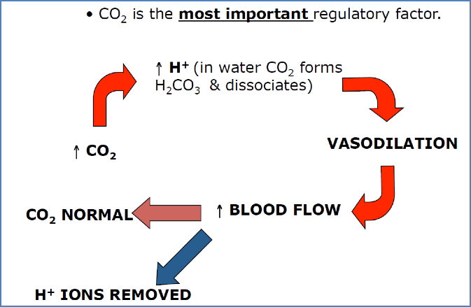 Regulation of cerebral blood flow