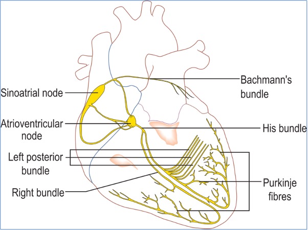 The Sinoatrial (SA) and Atrioventricular (AV) Node
