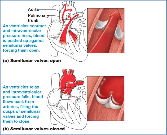 Cardiac Cycle - Semilunar Valves open and close