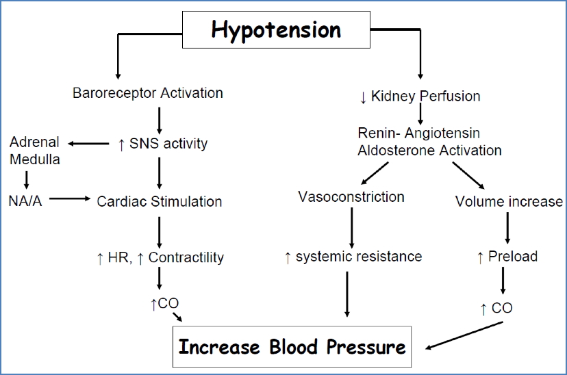 Blood Pressure Homeostasis Mechanism