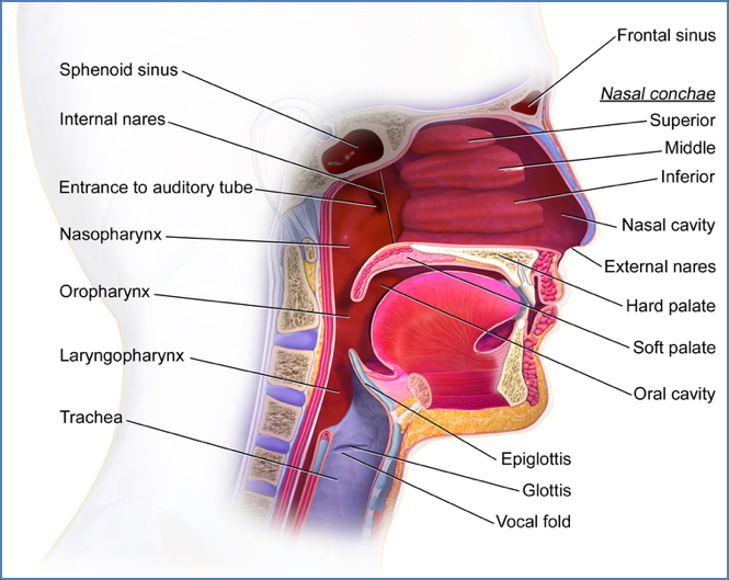 Soft palate