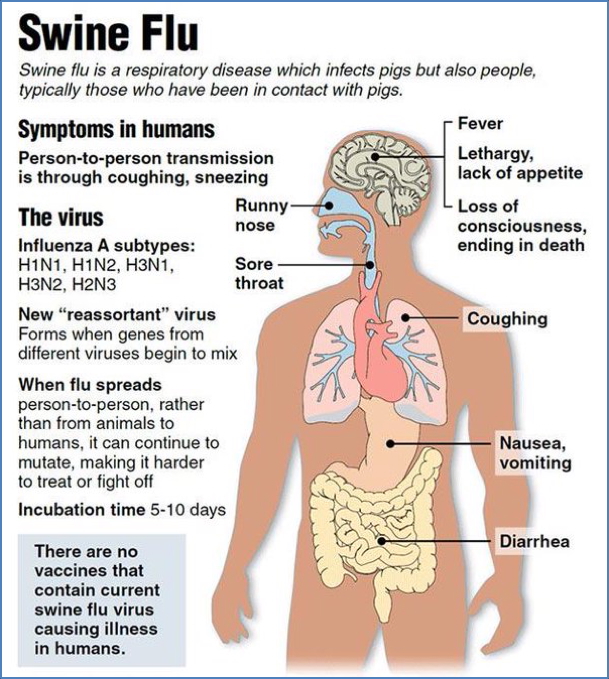 Swine flu (H1N1) infographic