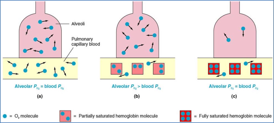 Haemoglobin and Gas Transport - Physics 
