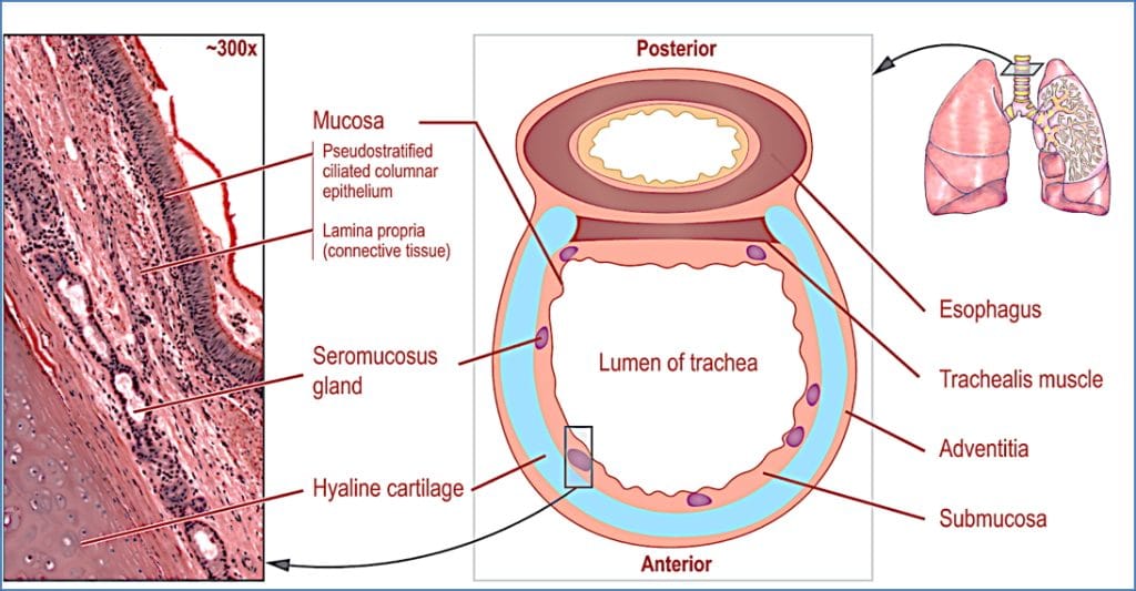 Trachea anatomy
