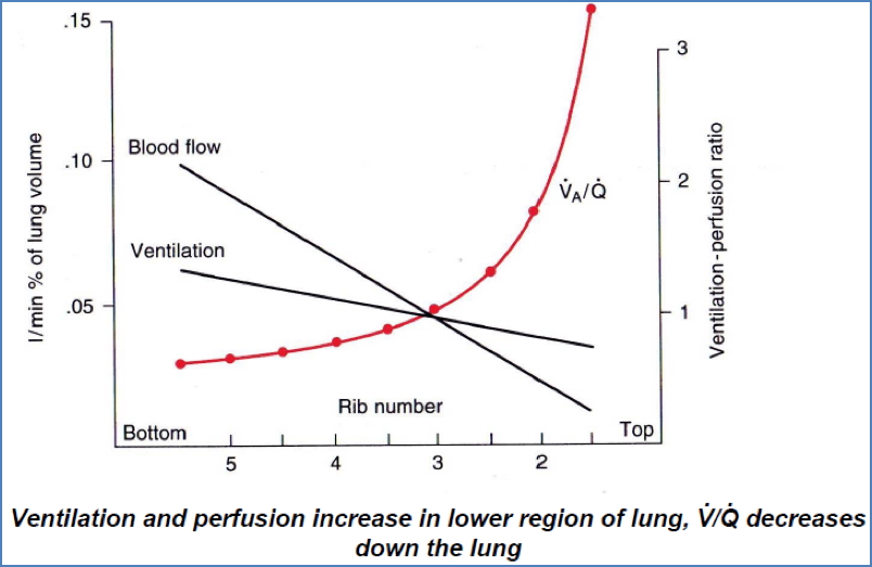 Ventilation-Perfusion Matching