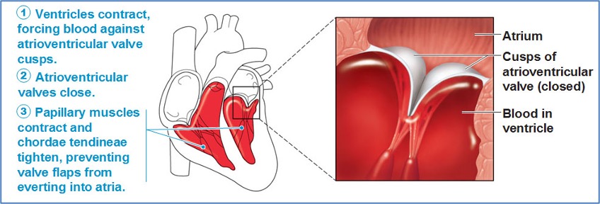 Cardiac Cycle - Ventricular Contraction