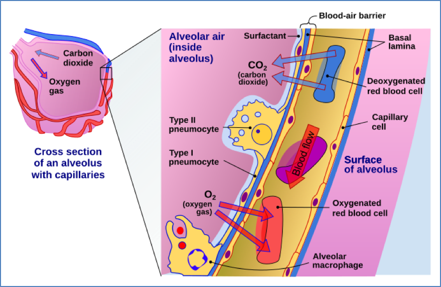 Airway mucosa - Alveolar macrophages