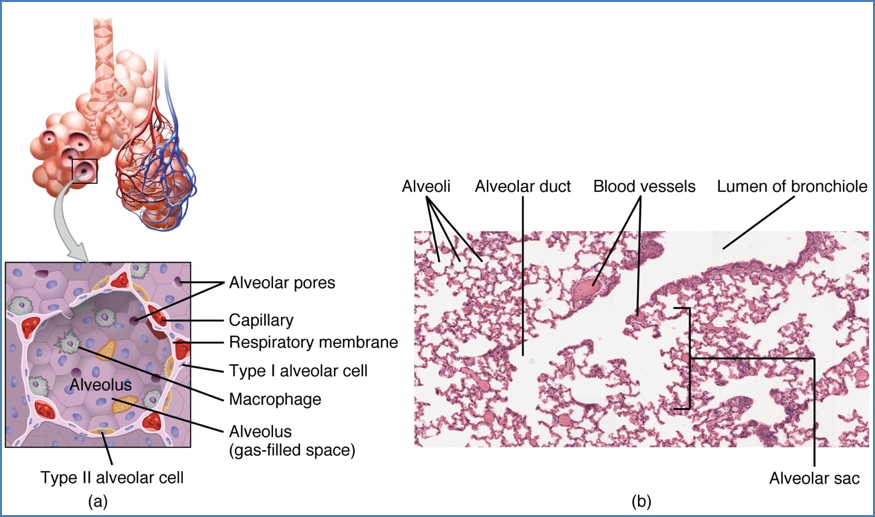 Alveolar Membrane
