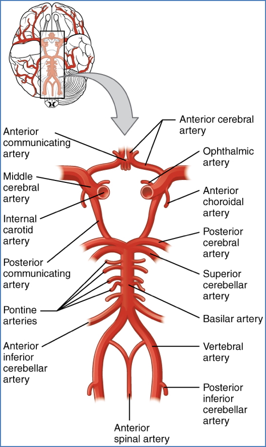 Circle of willis