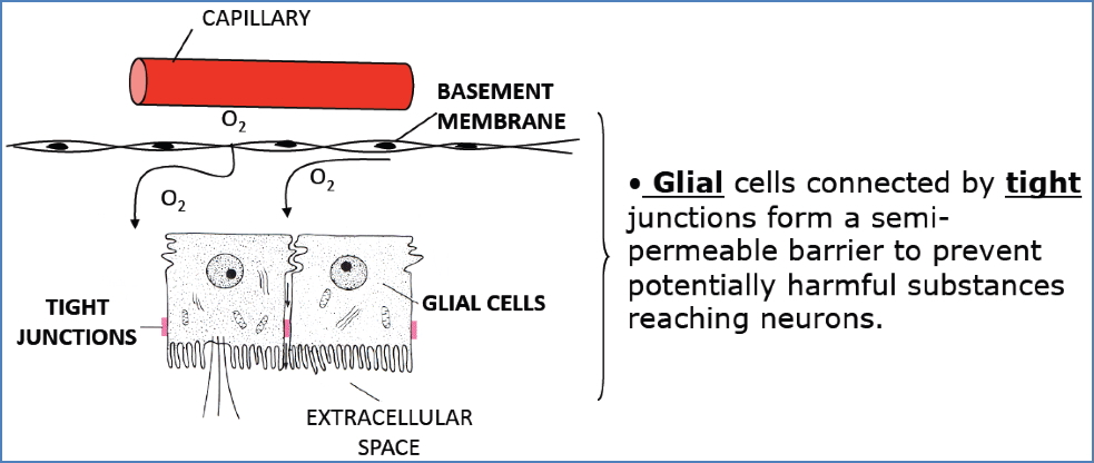 blood brain barrier