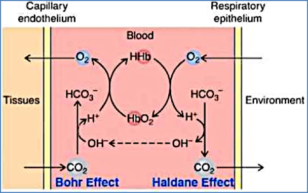 Haemoglobin and Gas Transport - Bohr and Haldane Effects