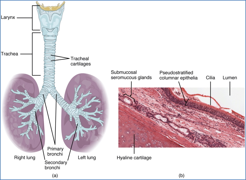 Physiology of breathing - conducting zone
