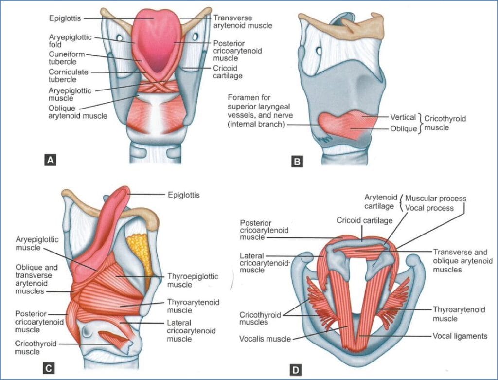 laryngeal muscles