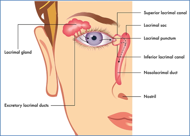 nasolacrimal apparatus