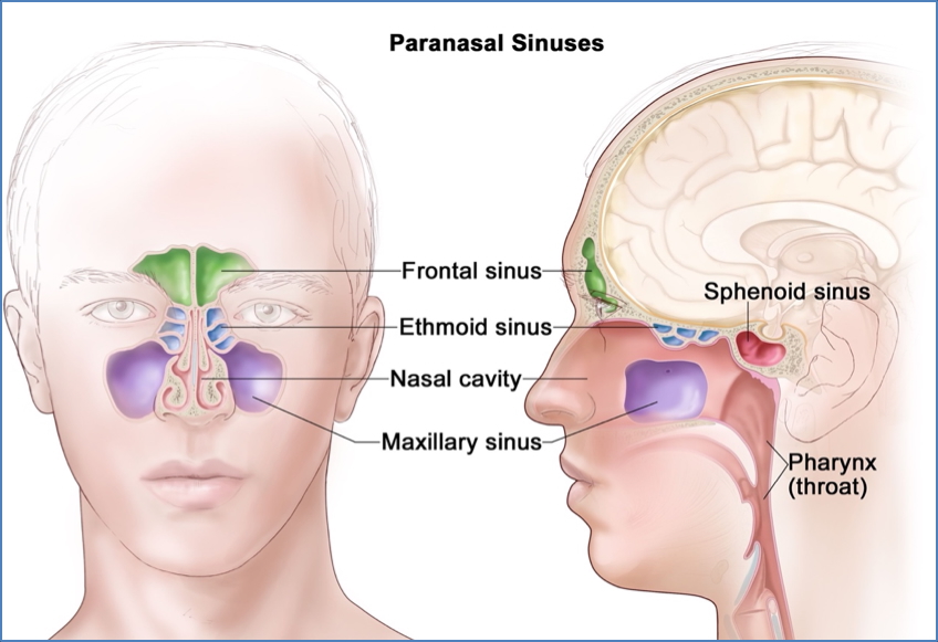 Upper airway anatomy - paranasal sinuses