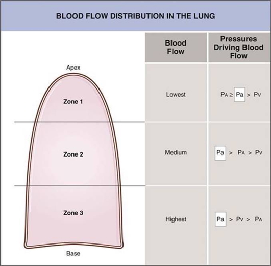 Physiology of breathing - perfusion distribution in lung