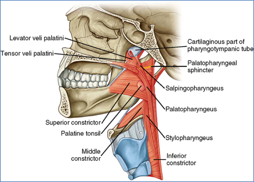 pharyngeal muscles