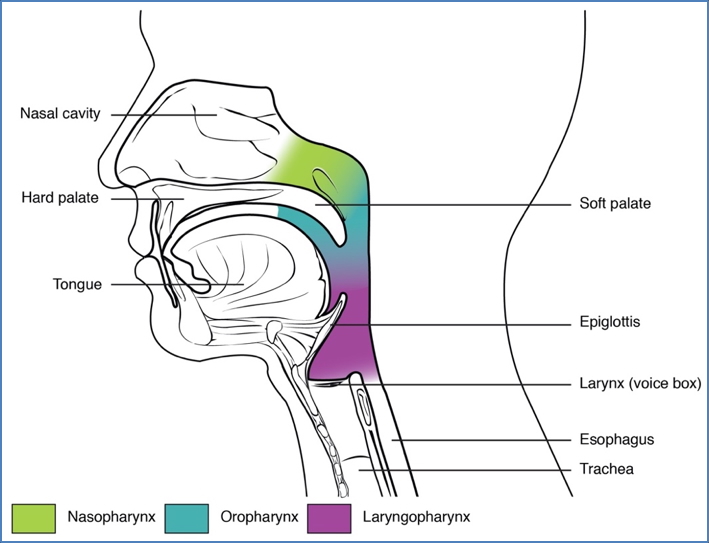 Upper Airway Anatomy - Pharynx