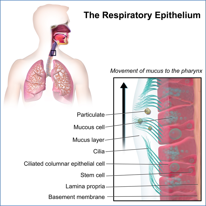 Airway mucosa - respiratory epithelium
