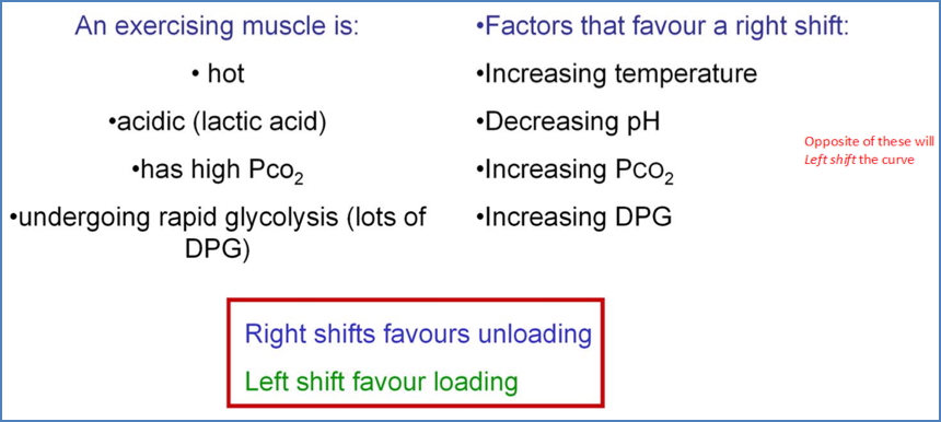 Haemoglobin curve shifts to Right in an Exercising Muscle.