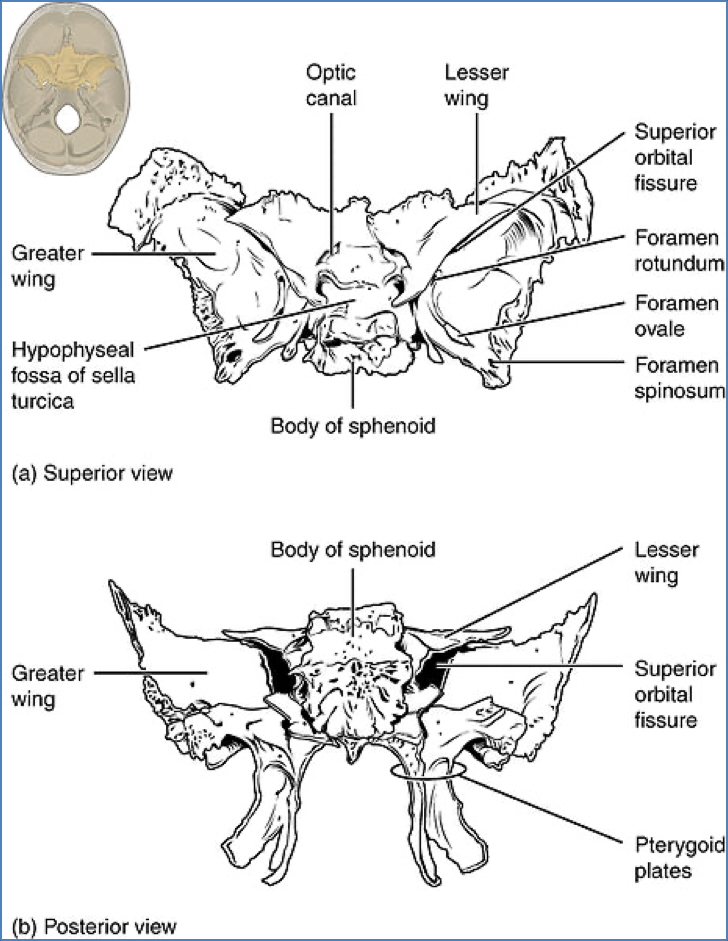 Sphenoid Bone