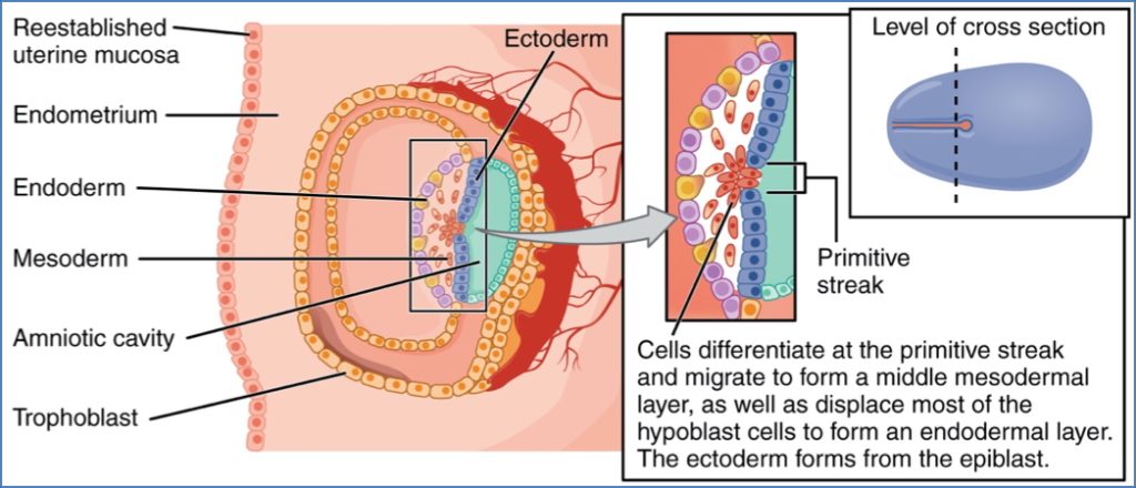 gastrointestinal embryology: 3 Primary Germ Layers