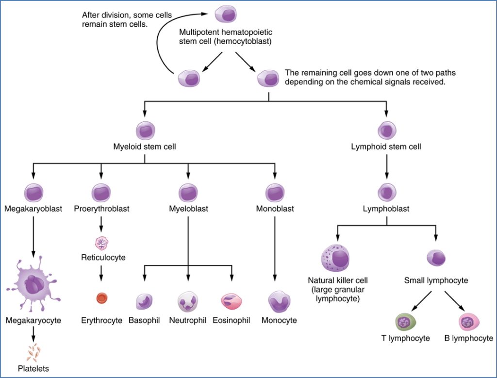 haematopoiesis - ALL Blood Cells Start As Stem Cells