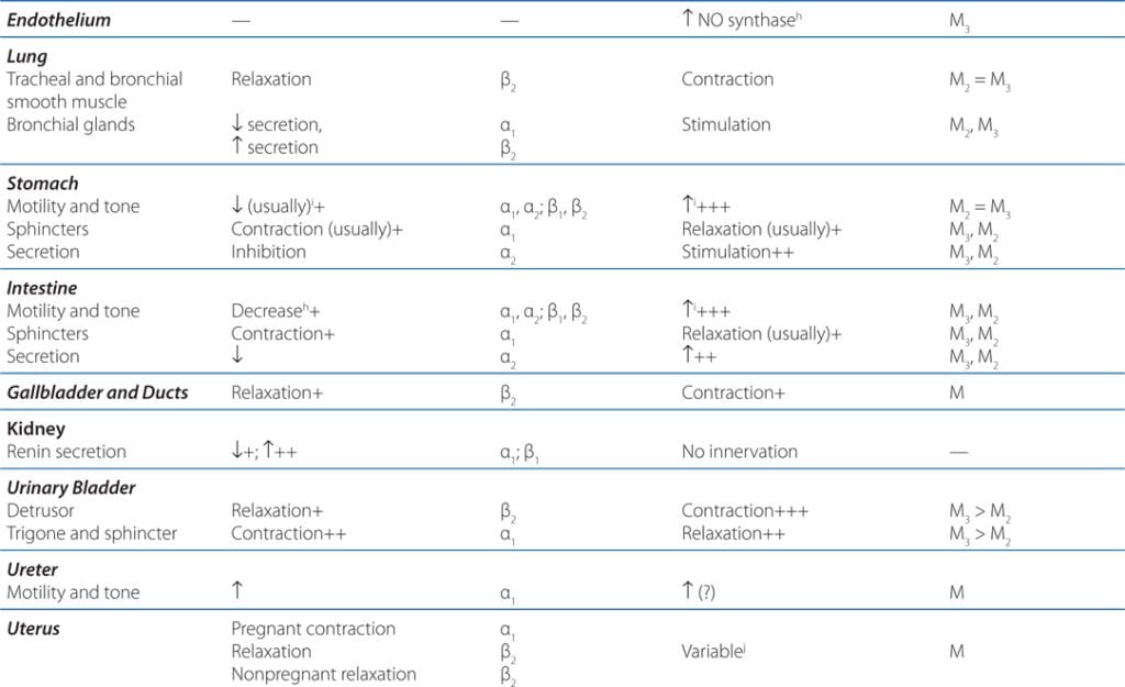 Autonomic Nervous System Physiology