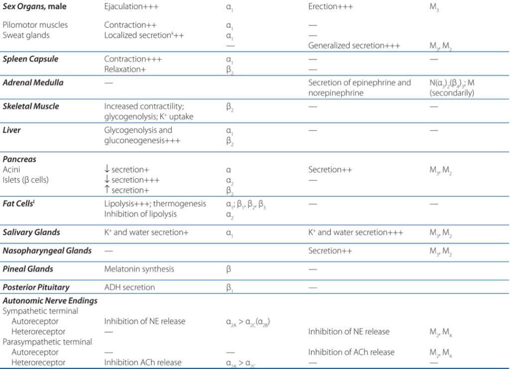 Autonomic Nervous System Physiology