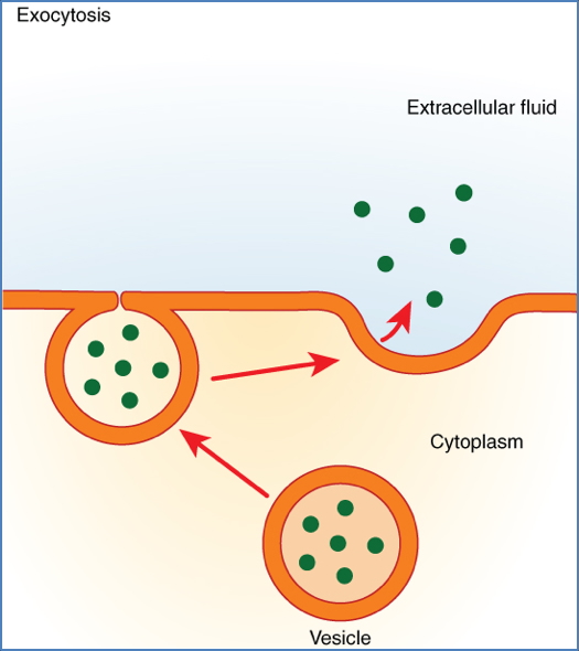 Active Transport Via Vesicles
