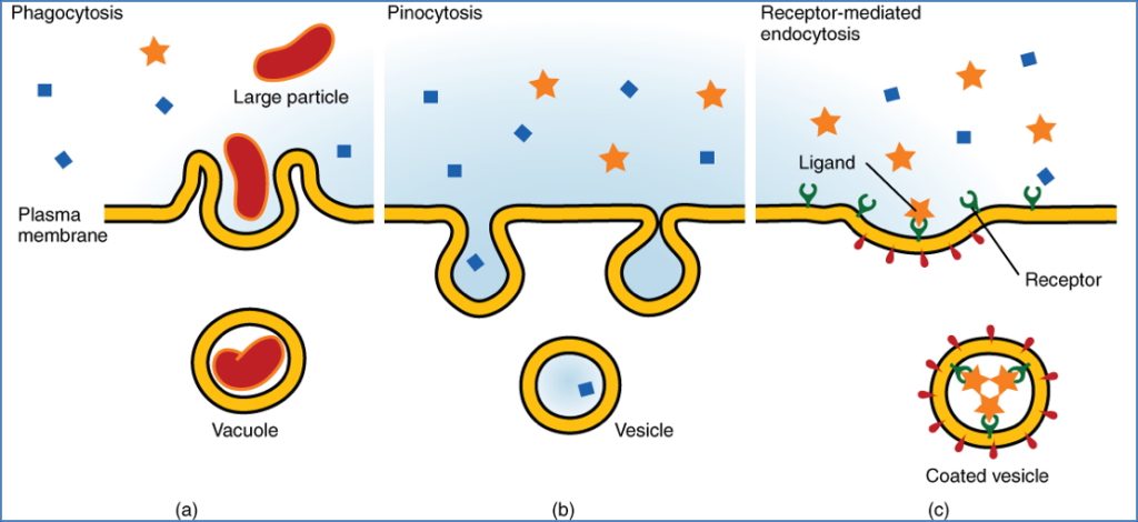 Active Transport Via Vesicles