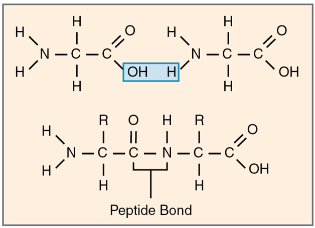 Amino Acids