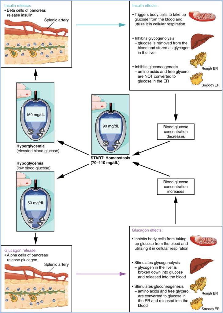 Alpha and Beta cells of the Endocrine Pancreas