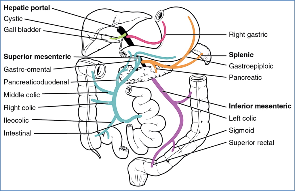 GI neurovascular supply - Arterial Supply of GIT