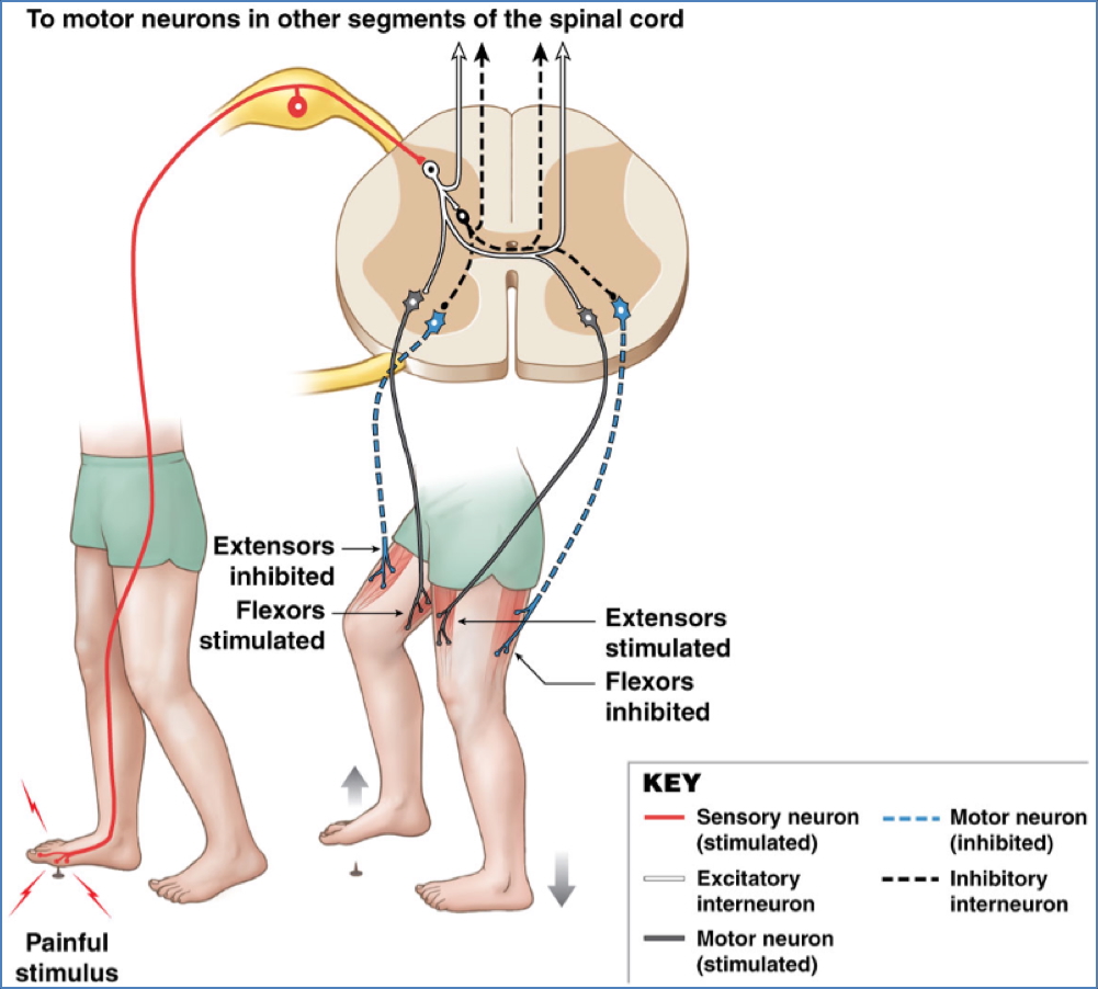 CROSSED EXTENSOR REFLEX
