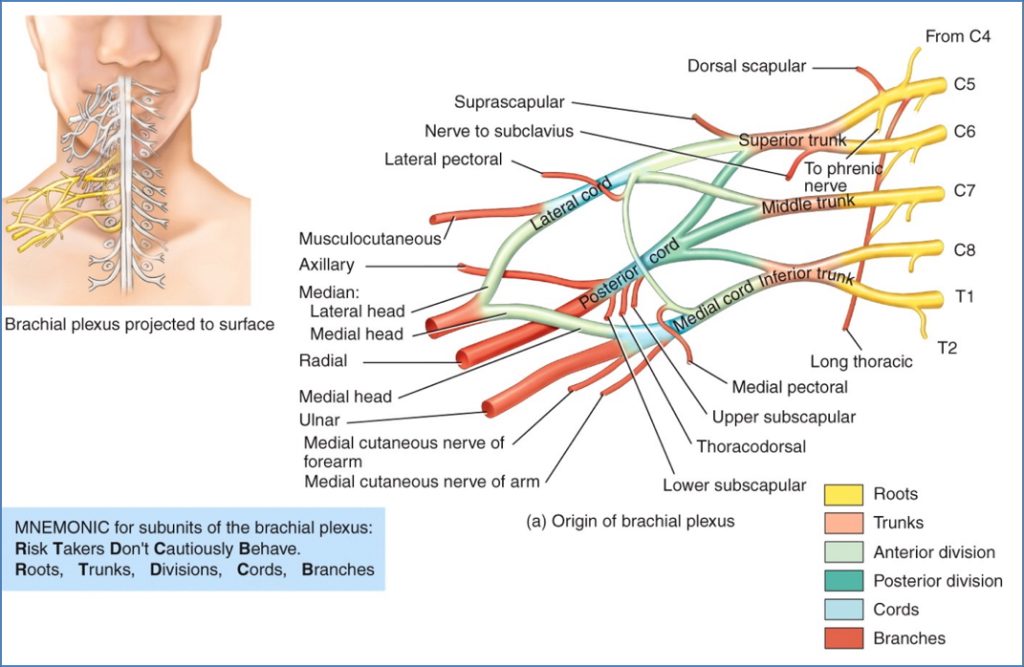 cervical and brachial plexuses