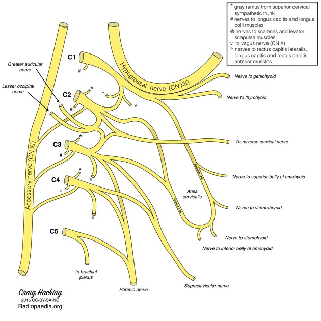 cervical and brachial plexuses