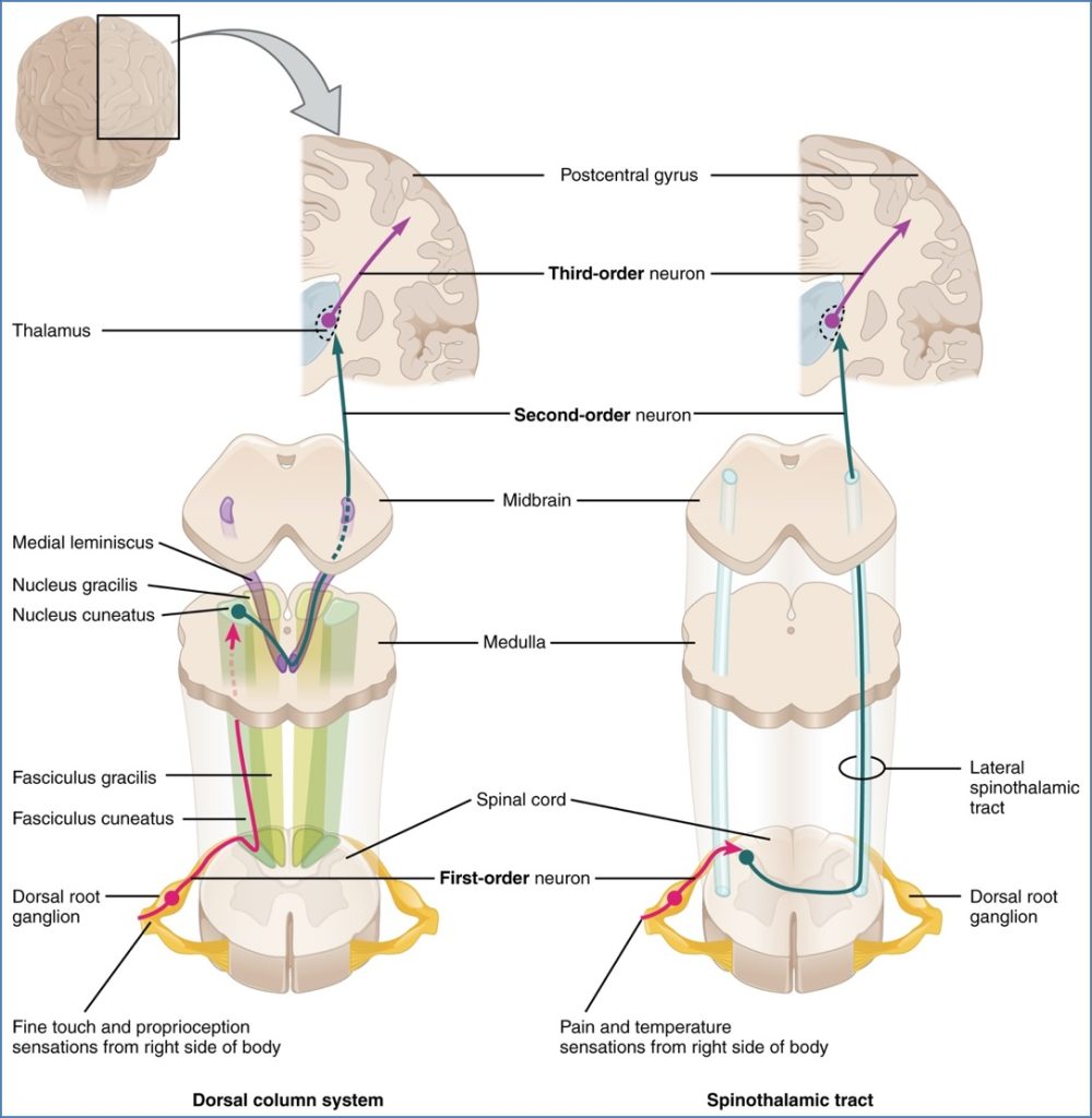 Connection to the CNS